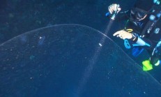土耳其深海现巨泡似车子大小 盘点深海五大神秘生物